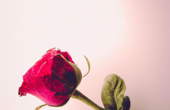 再婚女性のための花咲く愛の道を導く情熱の薔薇